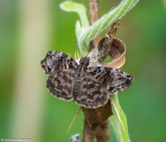 Gorgythion begga begga