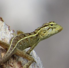 Calotes versicolor
