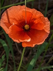 Papaver dubium