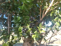 Notanthera heterophyllus