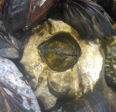 Semibalanus cariosus