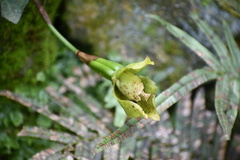 Lycaste