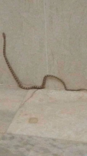 Clifford's Diadem Snake