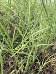 Poaceae