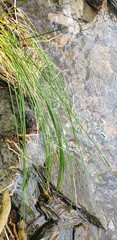 Cyperus gymnocaulos