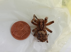 Zoropsis spinimana