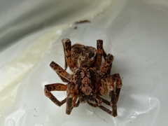 Zoropsis spinimana