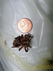 Zoropsis spinimana