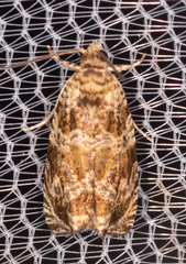 Phaecasiophora niveiguttana