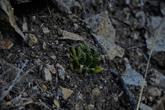 Mammillaria longimamma