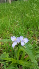 Tradescantia humilis