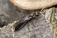 Xiphydria maculata