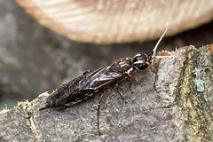 Xiphydria maculata