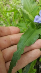 Tradescantia humilis