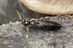 Xiphydria maculata