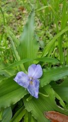 Tradescantia humilis