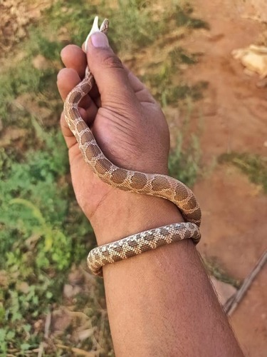 Werner's Diadem Snake