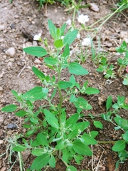 Chenopodium atrovirens
