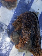 Botrylloides diegensis