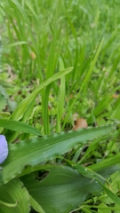 Tradescantia humilis