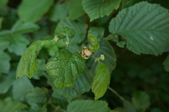 Phytoptus avellanae