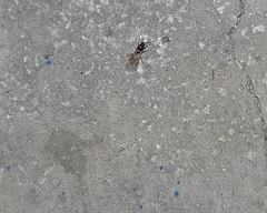 Formicidae