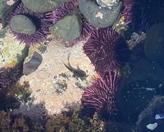 Oligocottus maculosus