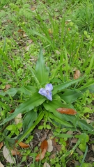Tradescantia humilis