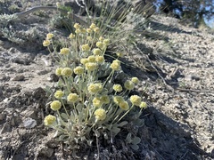 Eriogonum anemophilum