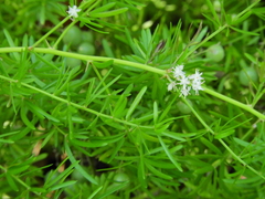 Asparagus aethiopicus
