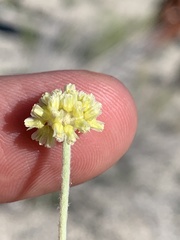 Eriogonum anemophilum