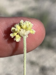 Eriogonum anemophilum