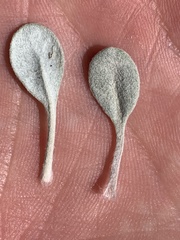 Eriogonum anemophilum