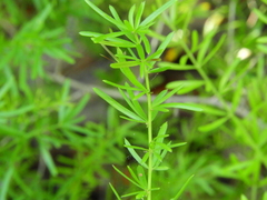 Asparagus aethiopicus