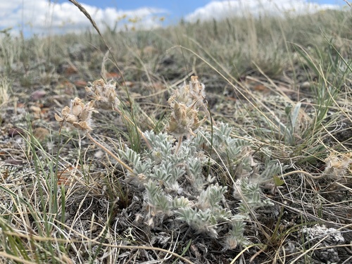 Oxytropis lagopus var. conjugans