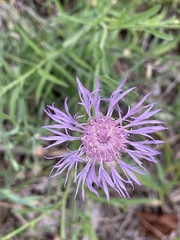 Centaurea