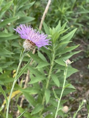 Centaurea