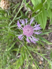 Centaurea