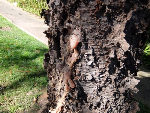 photo of Typical Bark Beetles (Scolytini)