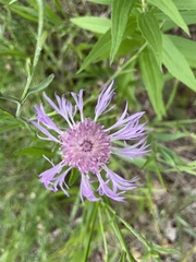 Centaurea