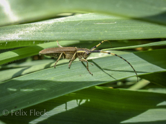 Agapanthia annularis