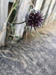 Allium vineale compactum