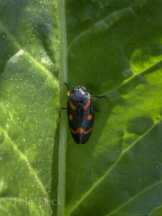 Cercopis intermedia