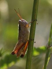 Melanoplus scudderi