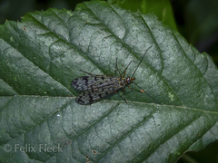 Panorpa meridionalis