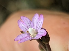 Epilobium ciliatum