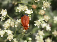 Lycus arizonensis