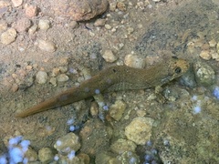 Desmognathus amphileucus