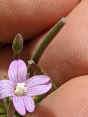 Epilobium ciliatum