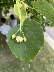 Tilia americana